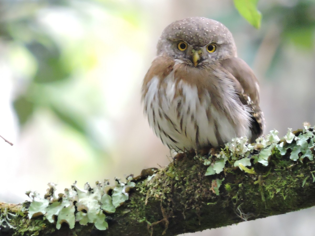 Tamaulipas Pygmy-Owl - ML146799911