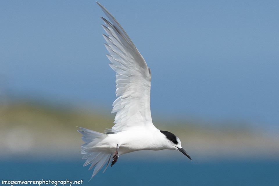 White-fronted Tern - Imogen Warren