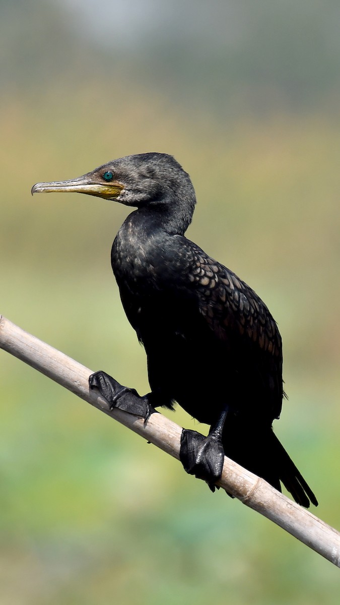 Indian Cormorant - Jacek Betleja
