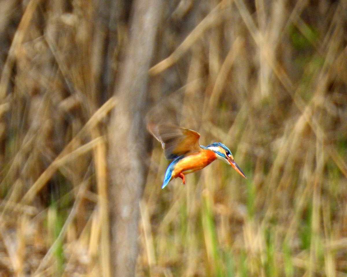 Common Kingfisher - Scott Young