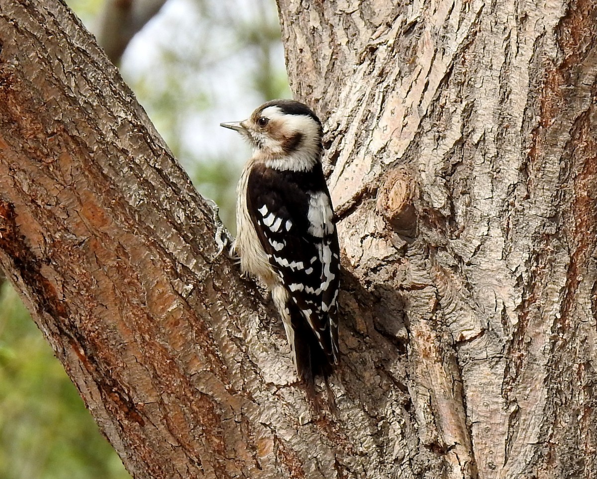 Gray-capped Pygmy Woodpecker - ML146806061