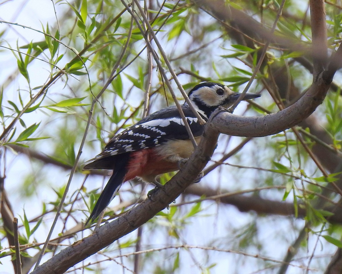 Great Spotted Woodpecker - ML146806091