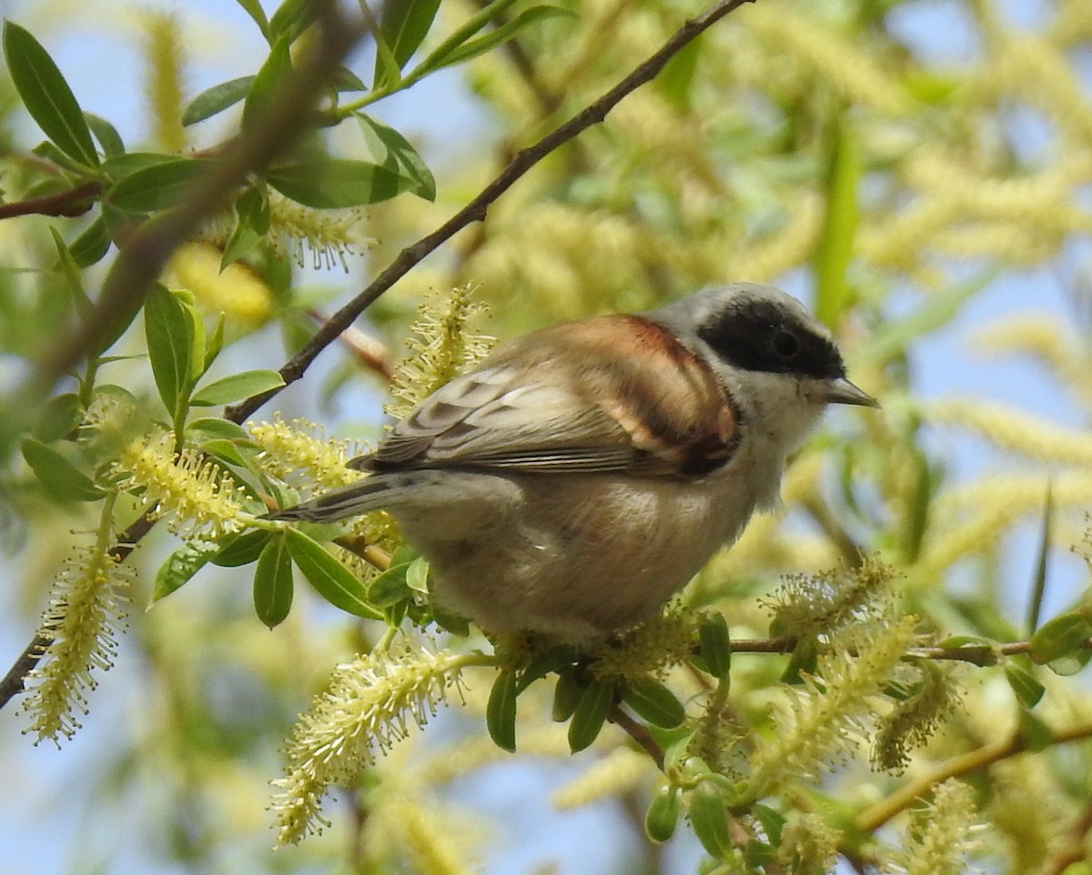 White-crowned Penduline-Tit - Scott Young