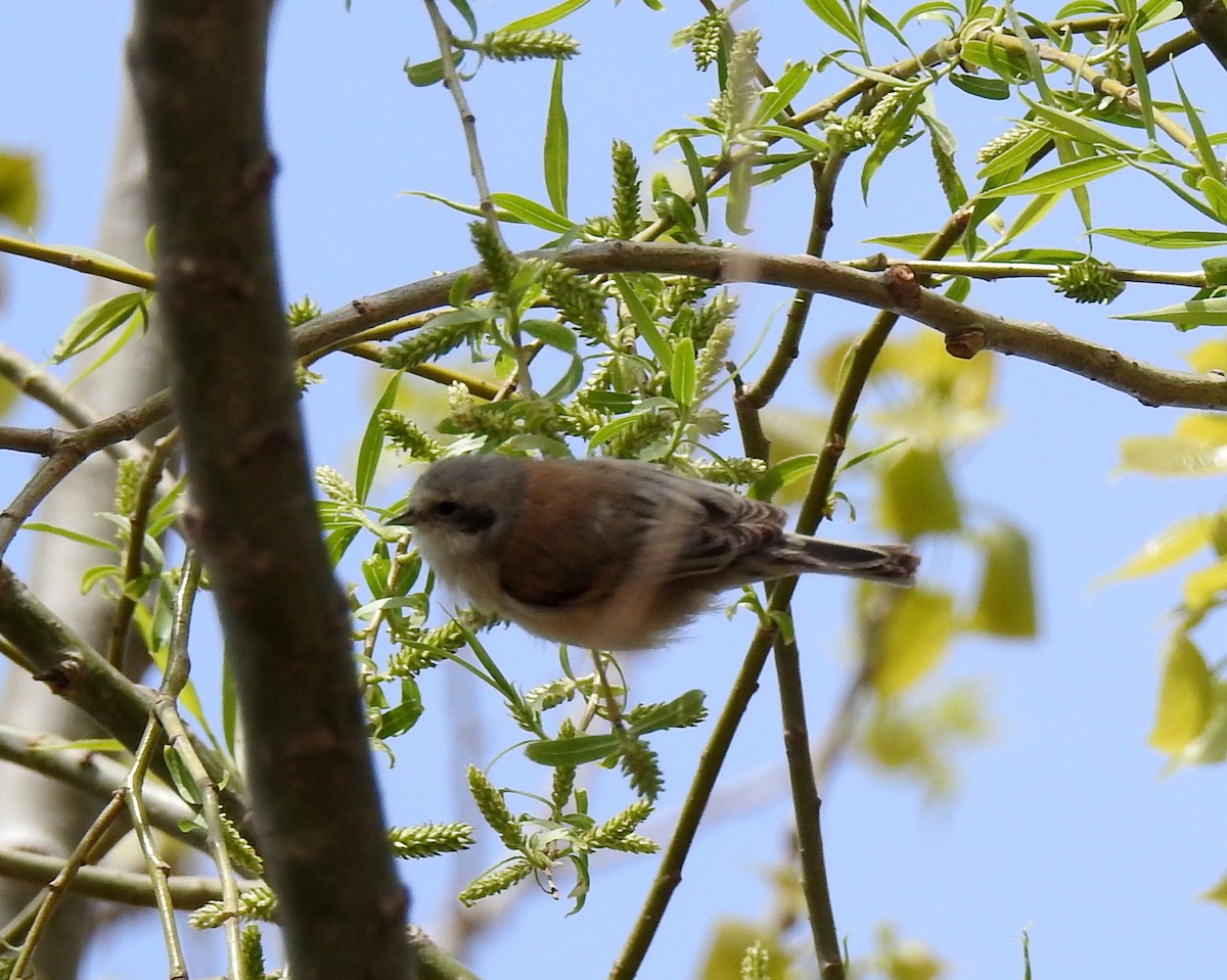 White-crowned Penduline-Tit - Scott Young