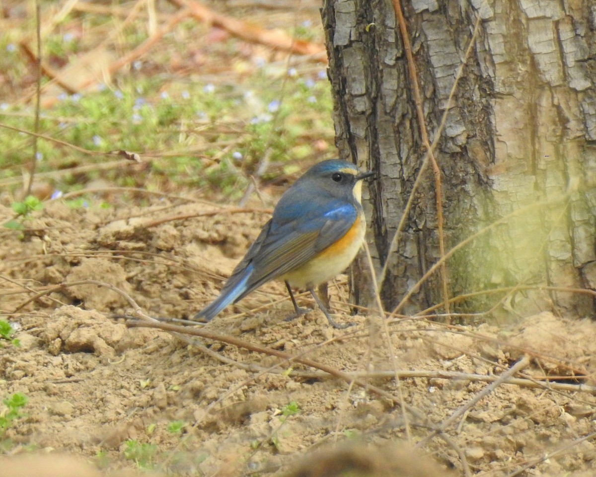 Red-flanked Bluetail - ML146806191