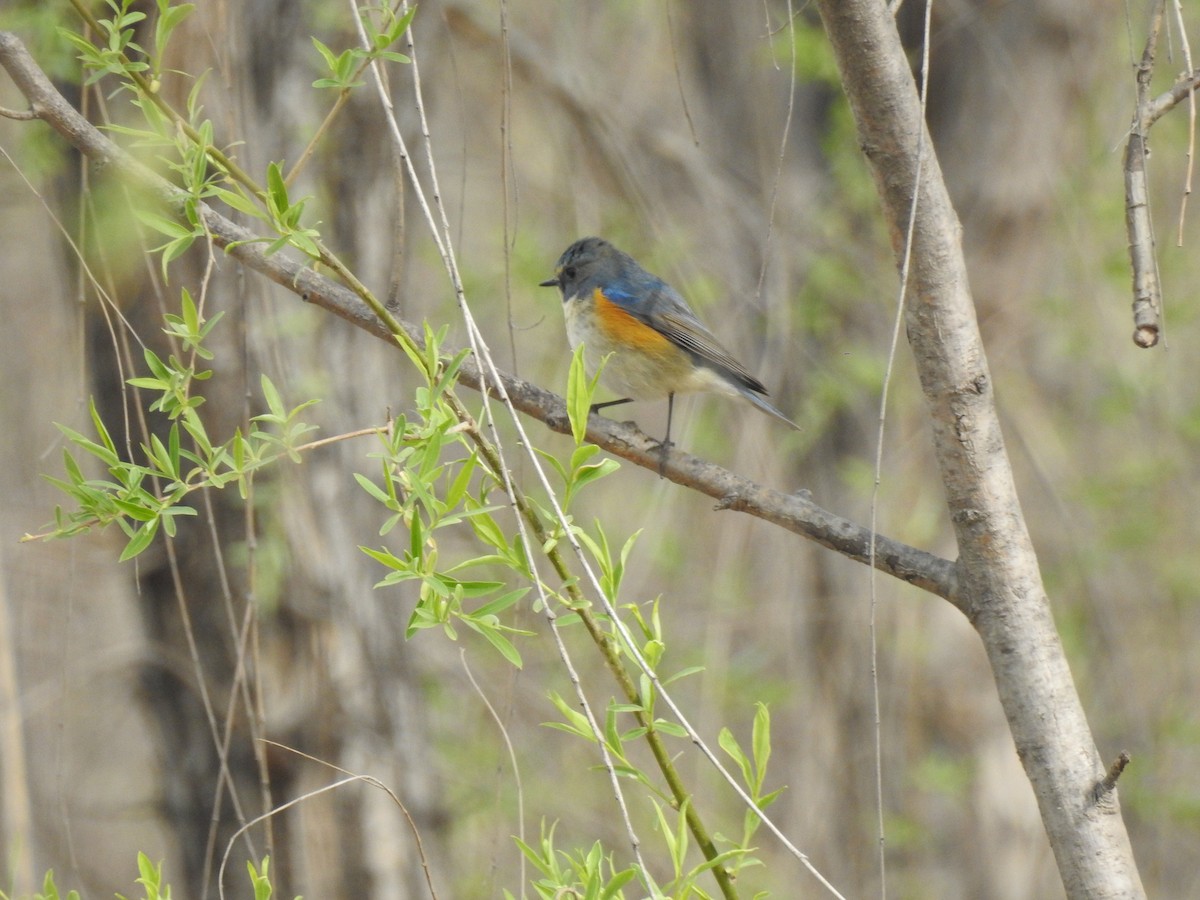 Red-flanked Bluetail - ML146806201