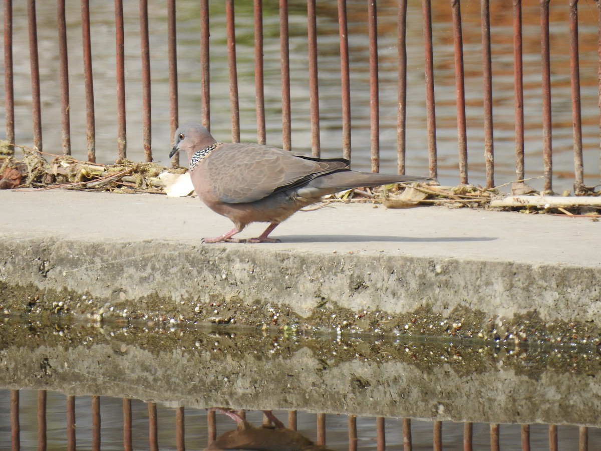 Spotted Dove - ML146806311