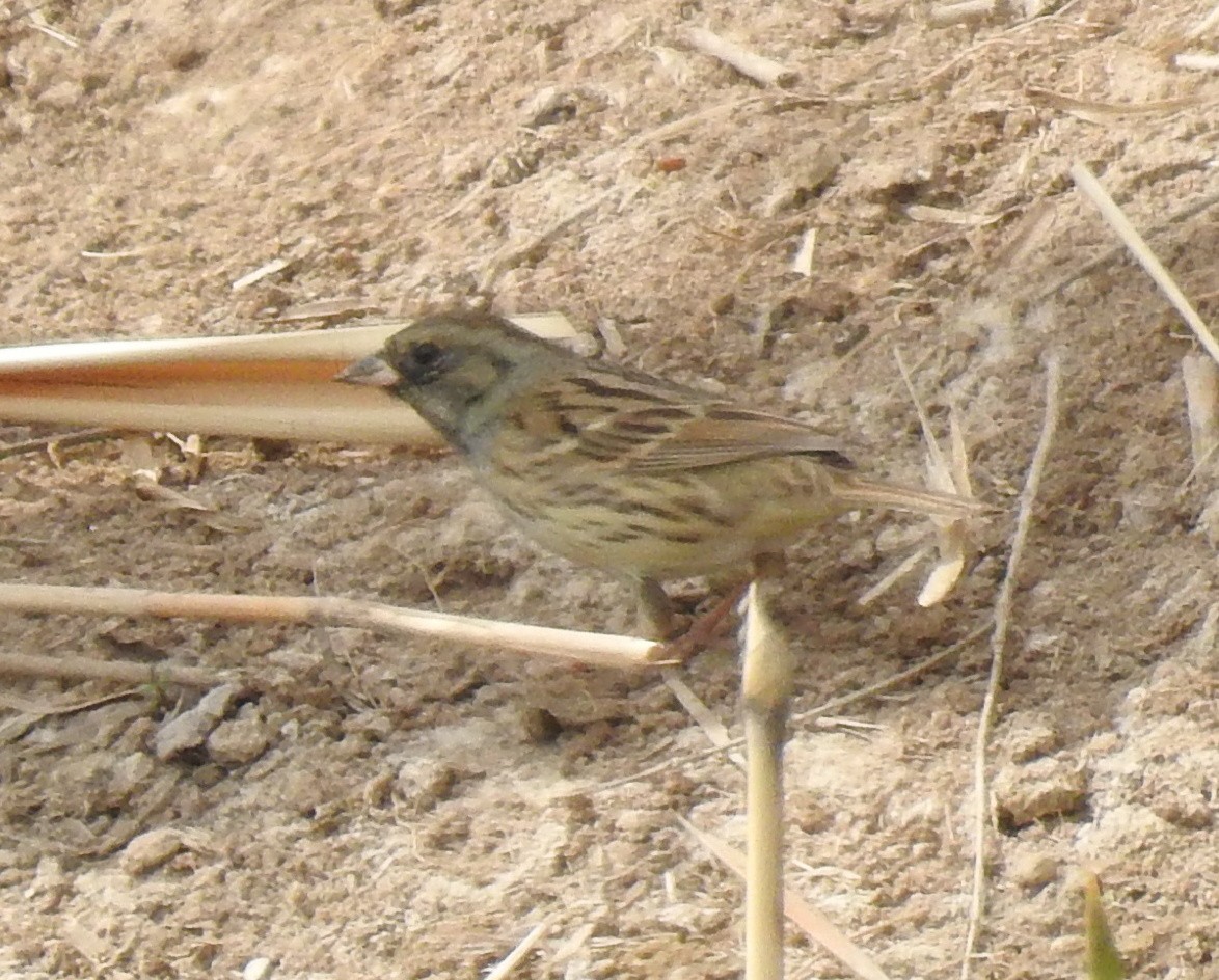 Black-faced Bunting - Scott Young