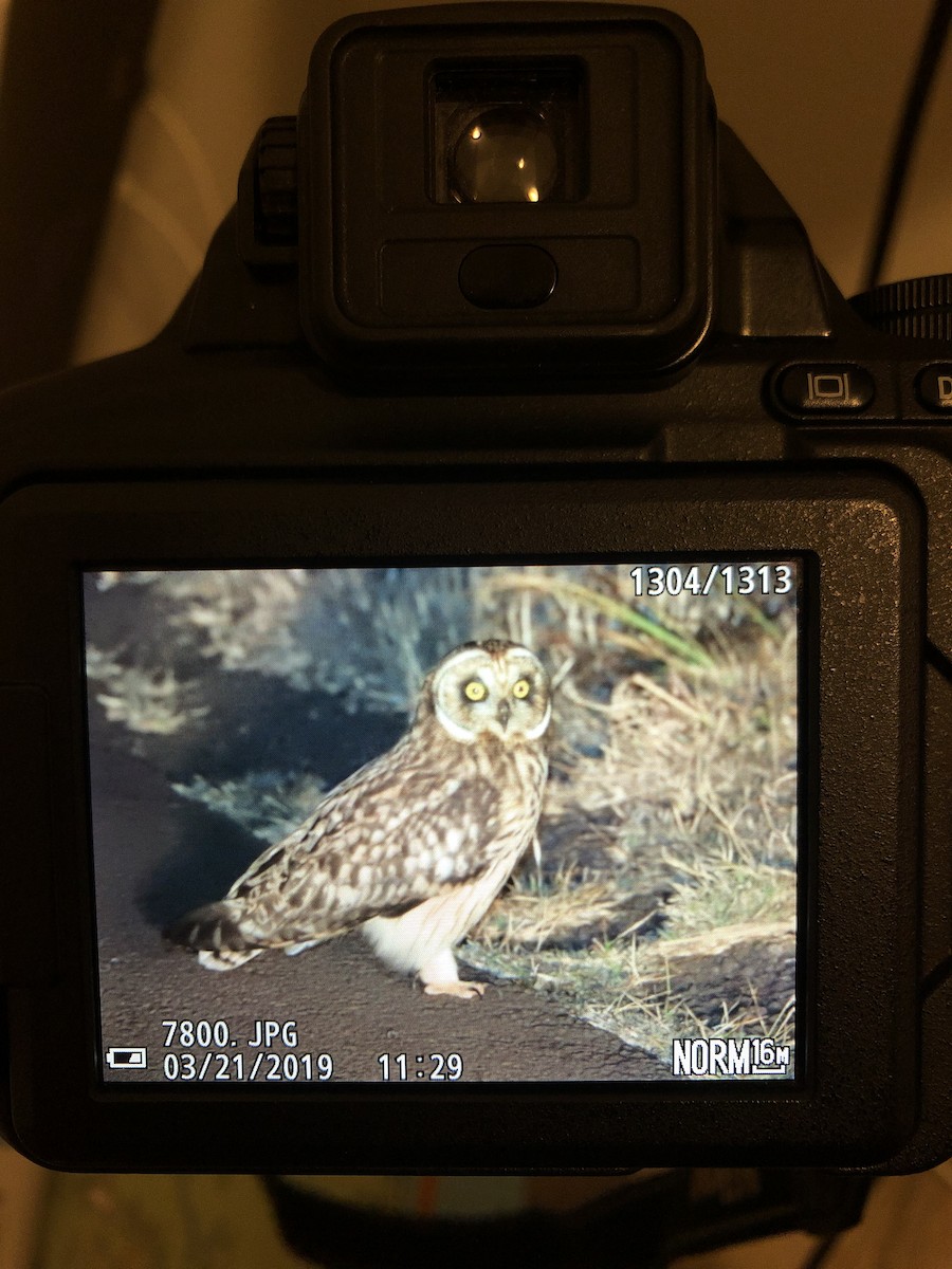 Short-eared Owl (Hawaiian) - ML146807201