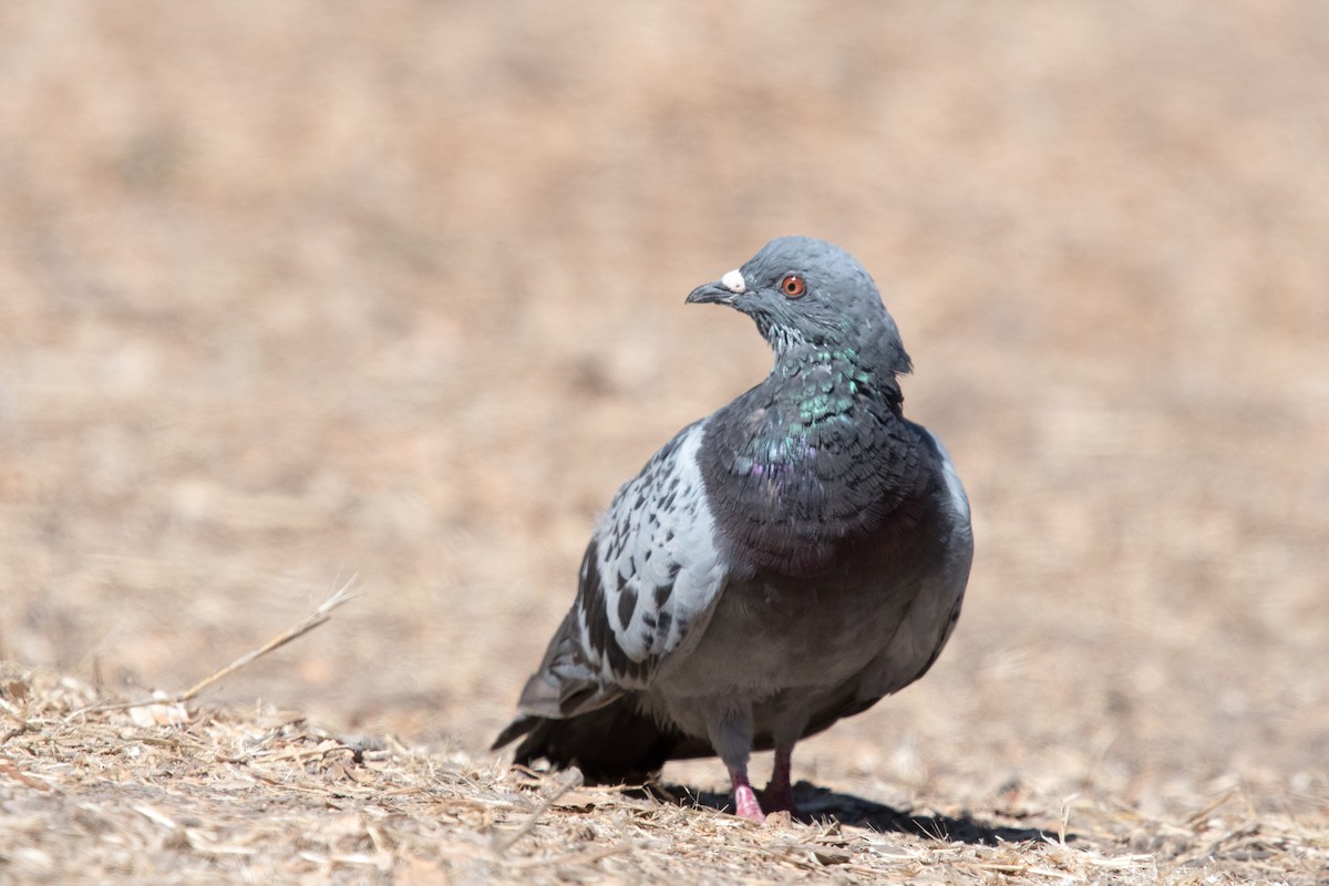 Rock Pigeon (Feral Pigeon) - Melissa James
