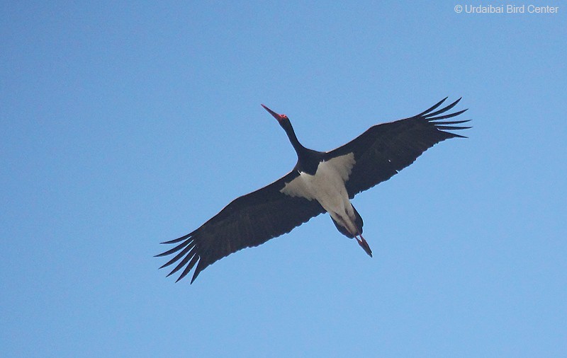 Black Stork - Urdaibai  Bird Center