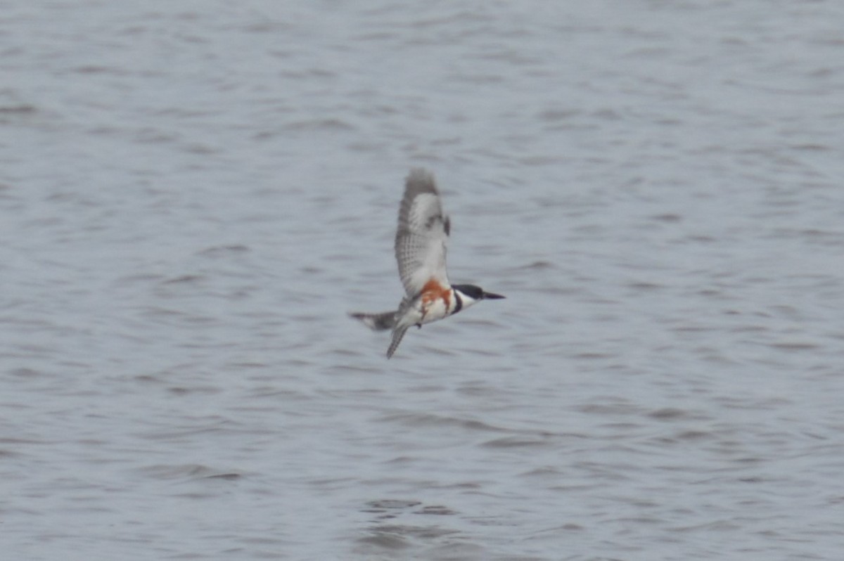 Belted Kingfisher - ML146807671