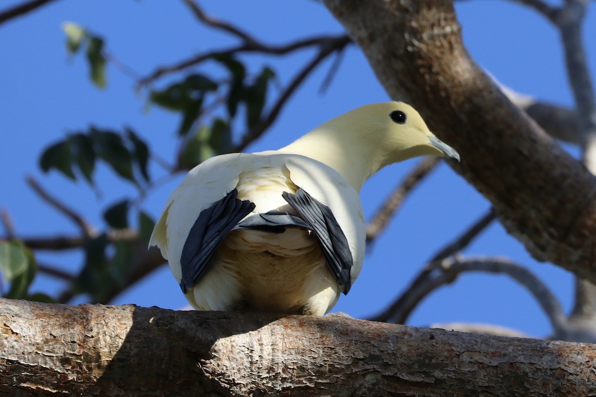Pied Imperial-Pigeon - ML146808561