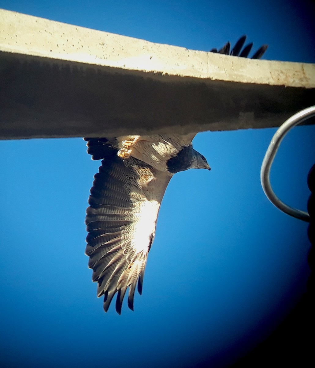 Black-chested Buzzard-Eagle - Juan Klavins
