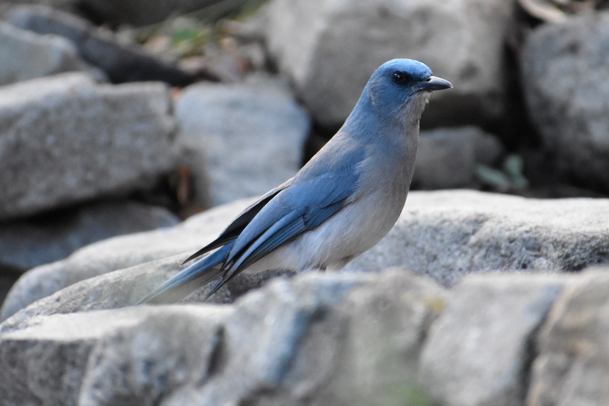 Mexican Jay - ML146809561