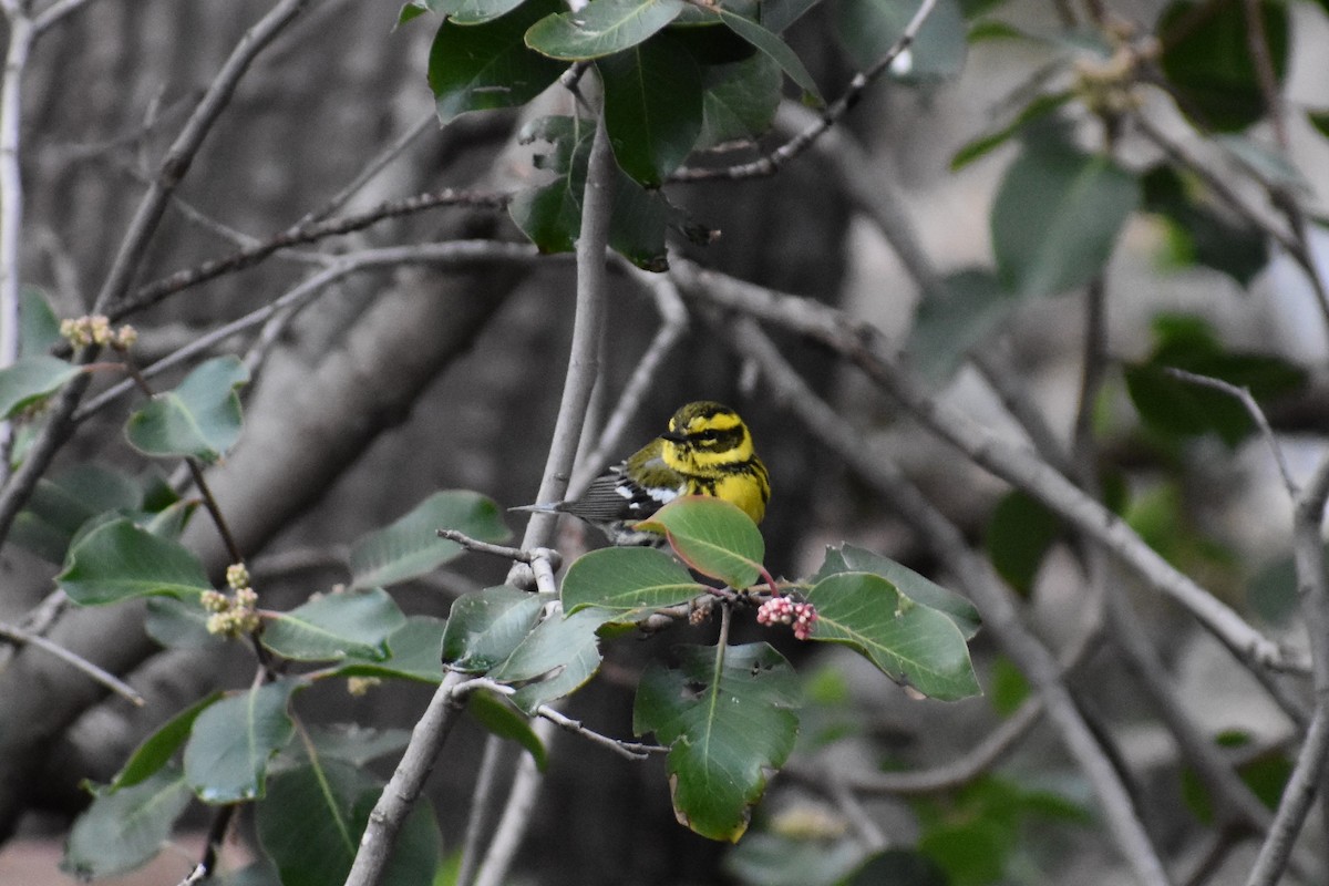 Townsend's Warbler - Terry Bohling