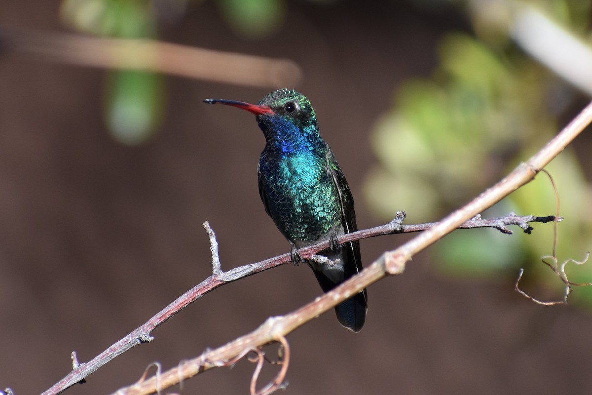 Broad-billed Hummingbird - Terry Bohling