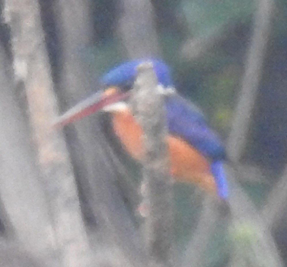 Blue-eared Kingfisher - Michael Grunwell