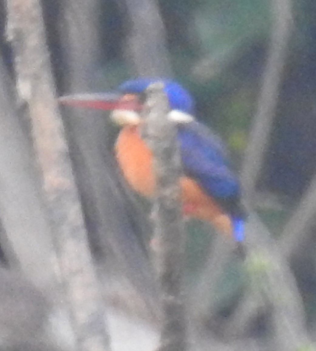 Blue-eared Kingfisher - ML146811331
