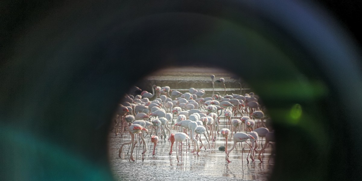 Lesser Flamingo - Toni Alonso