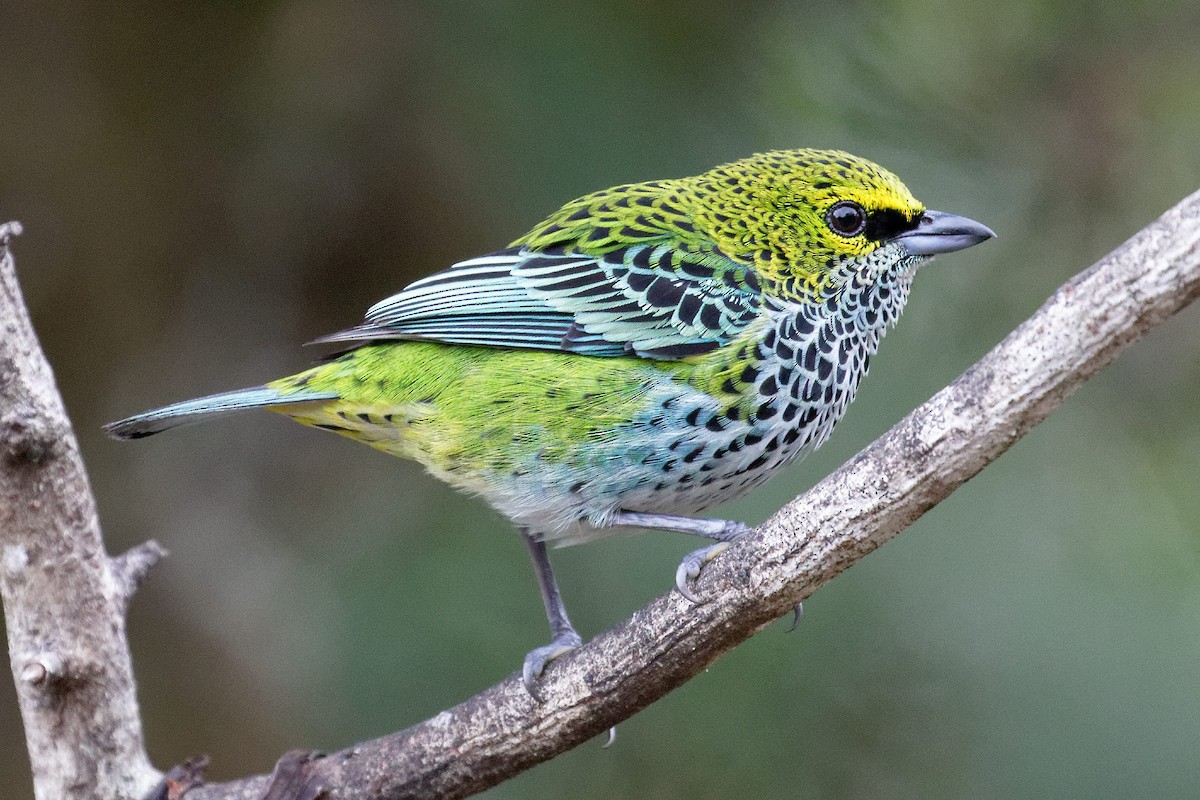 Speckled Tanager - ML146814261
