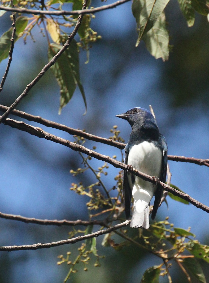Blue-and-white Flycatcher - ML146817571