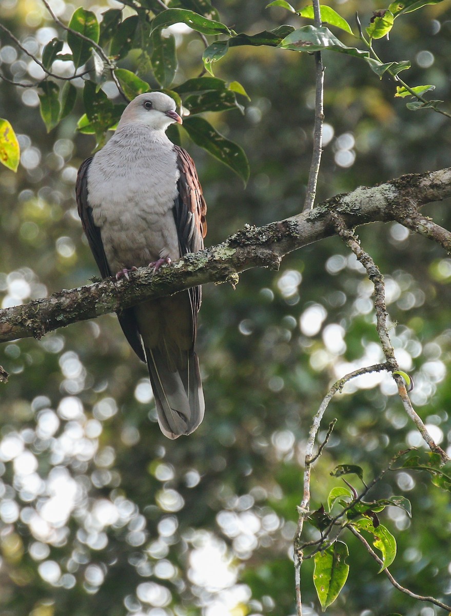 Mountain Imperial-Pigeon - ML146818491
