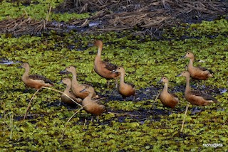 Fulvous Whistling-Duck, ML146818861