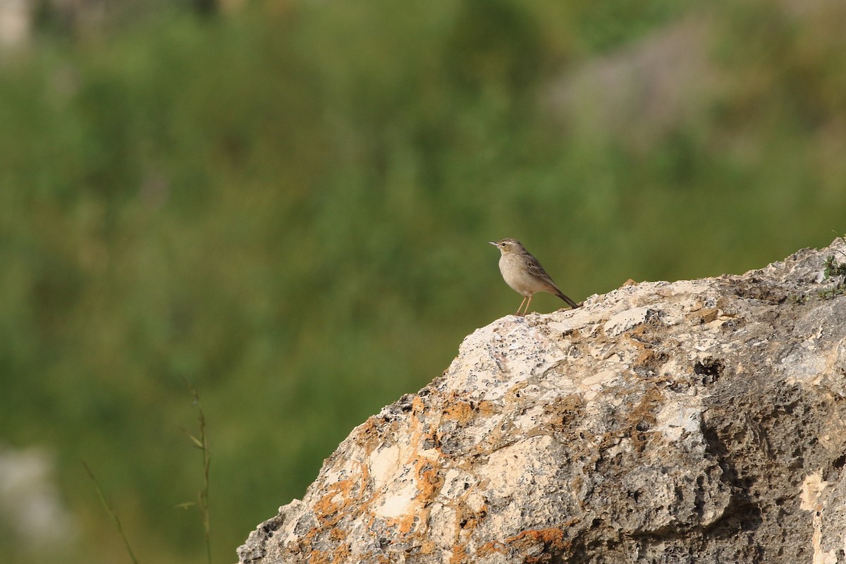 Long-billed Pipit (Middle Eastern) - Ohad Sherer