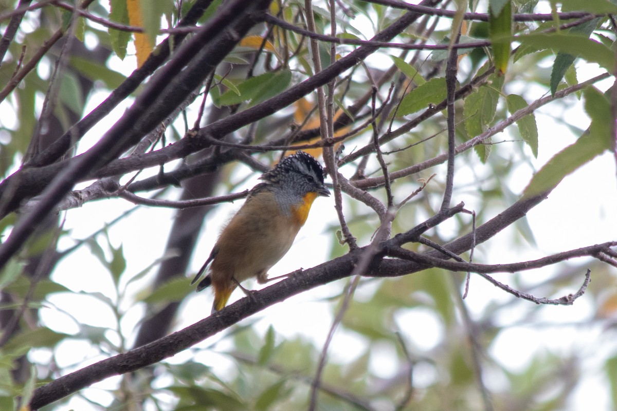 Spotted Pardalote (Spotted) - André  Zambolli