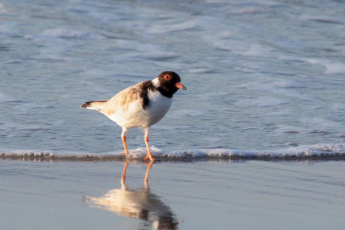 Hooded Plover - André  Zambolli