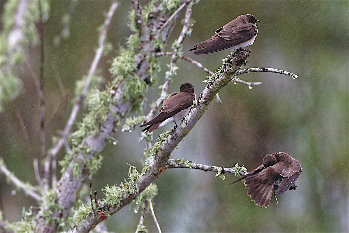Northern Rough-winged Swallow - Tamuk Ornithology