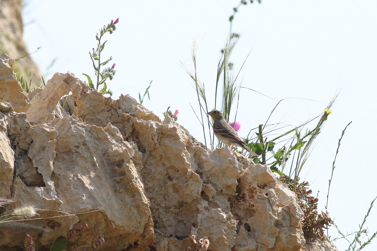 Cinereous Bunting (Gray-bellied) - Ohad Sherer