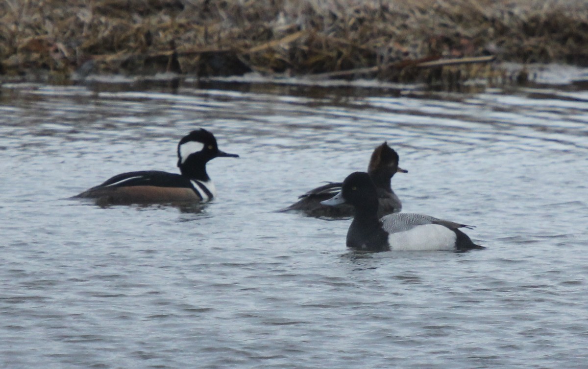 Lesser Scaup - Dylan Pedro