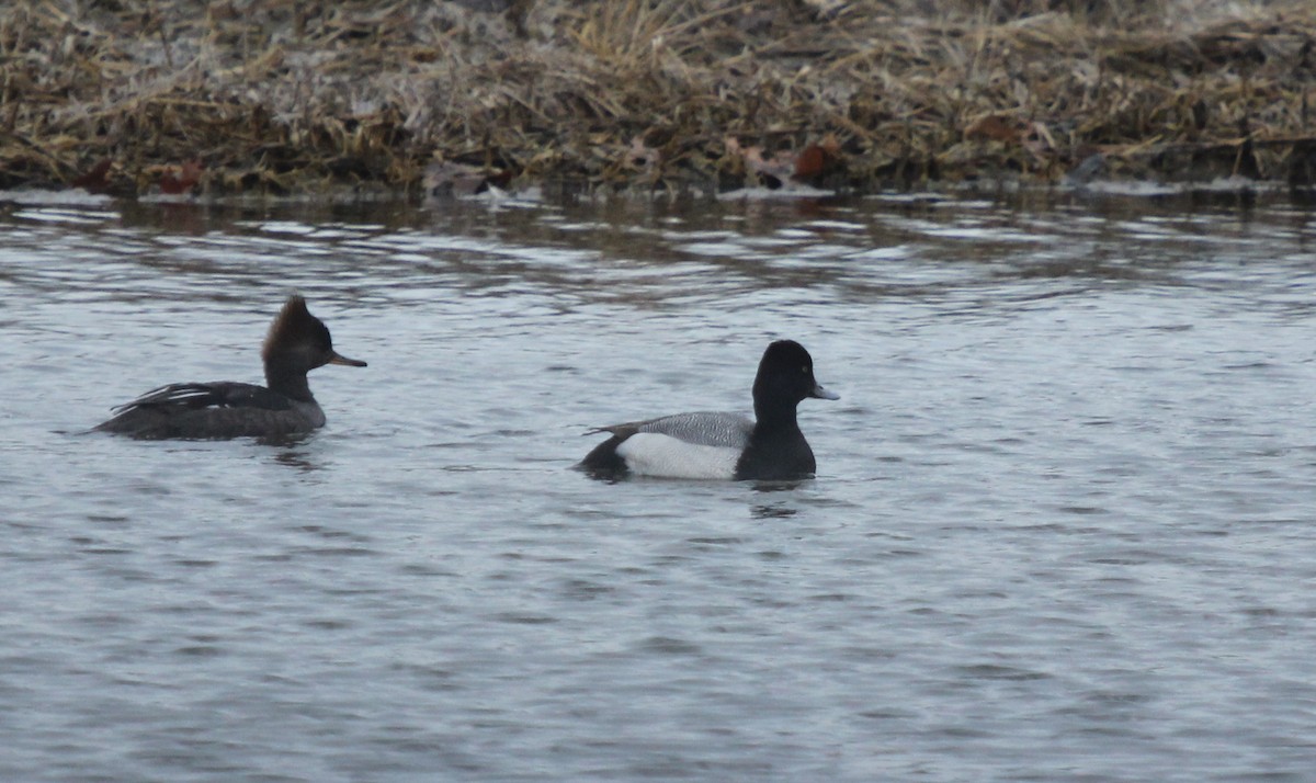 Lesser Scaup - Dylan Pedro