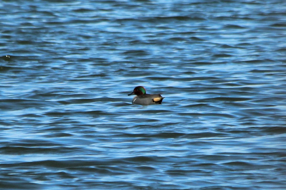 Green-winged Teal - ML146829571