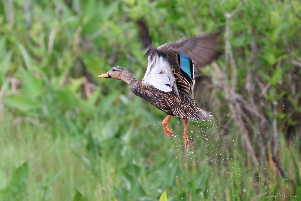 Mottled Duck (Florida) - Casey Weissburg