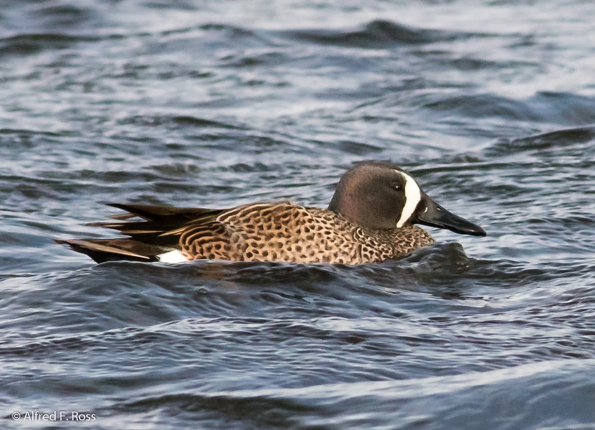 Blue-winged Teal - ML146837571