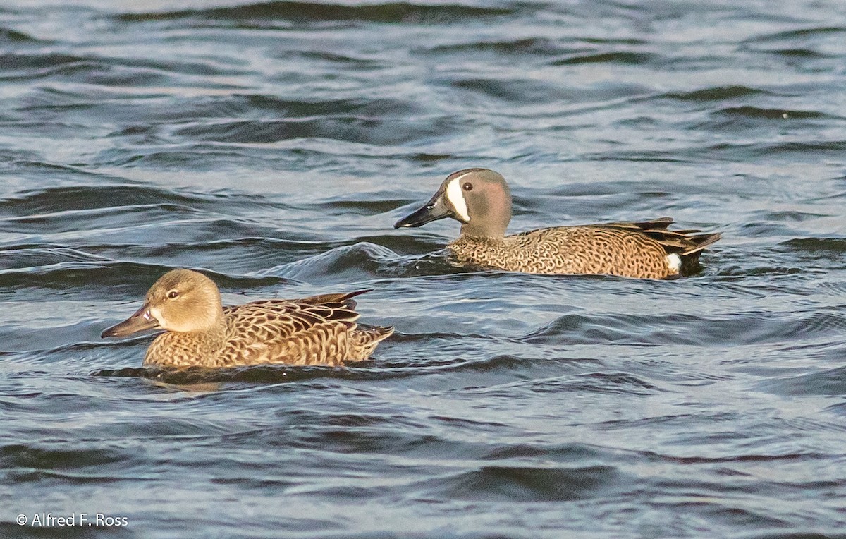 Blue-winged Teal - ML146837591