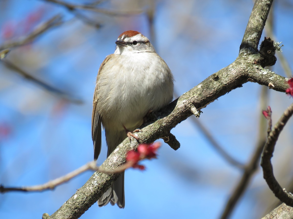 Chipping Sparrow - michele ramsey
