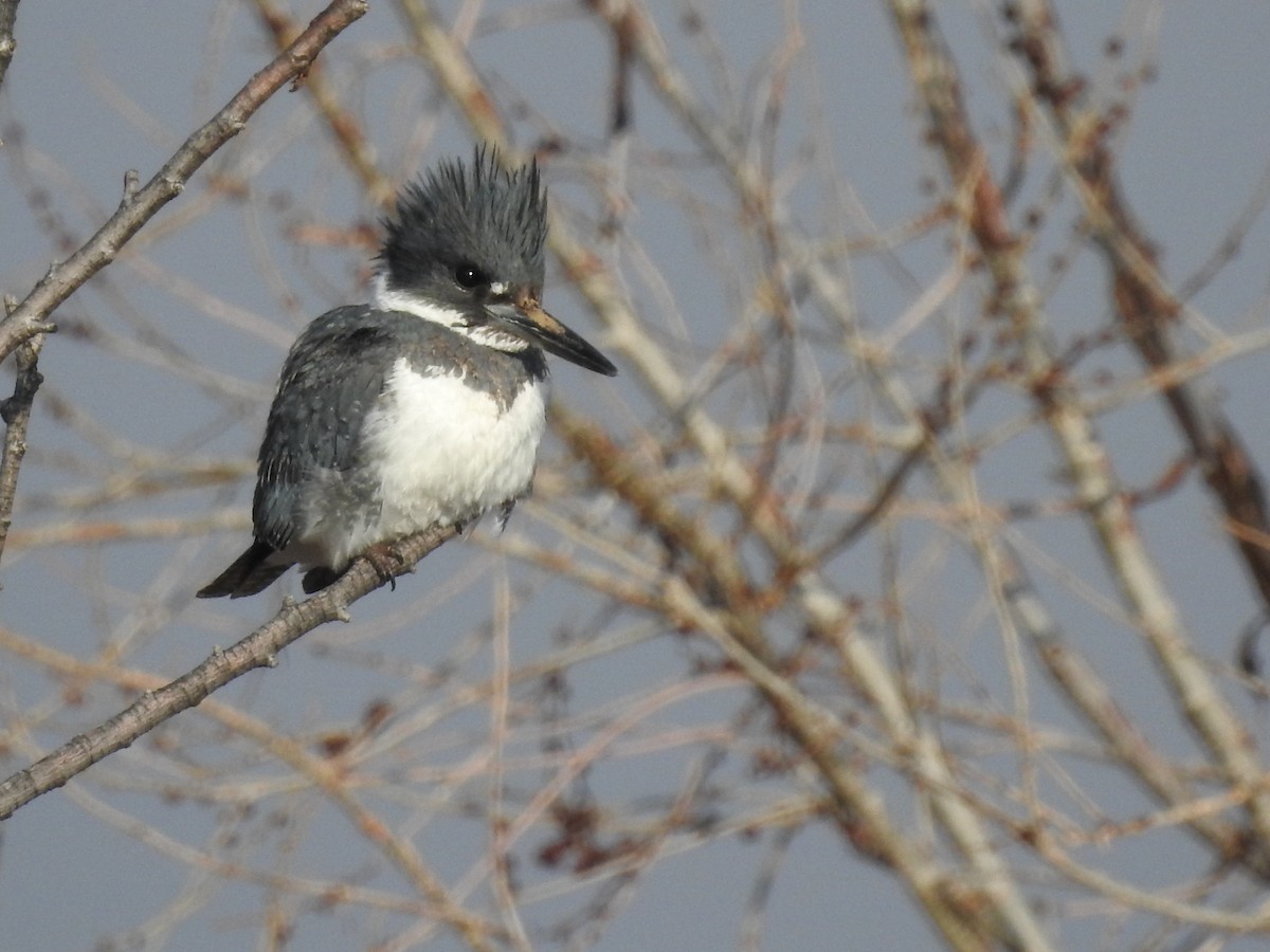 Belted Kingfisher - ML146839411