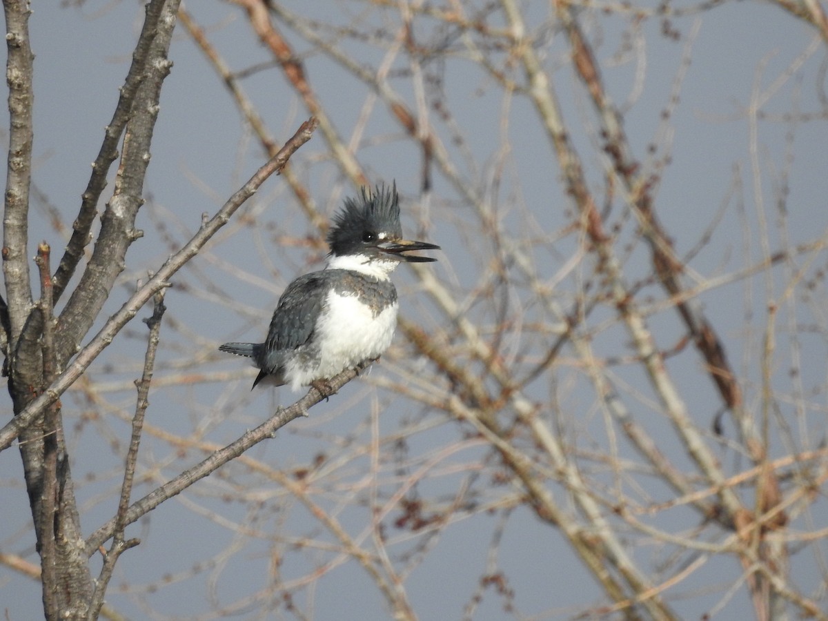 Belted Kingfisher - ML146839421