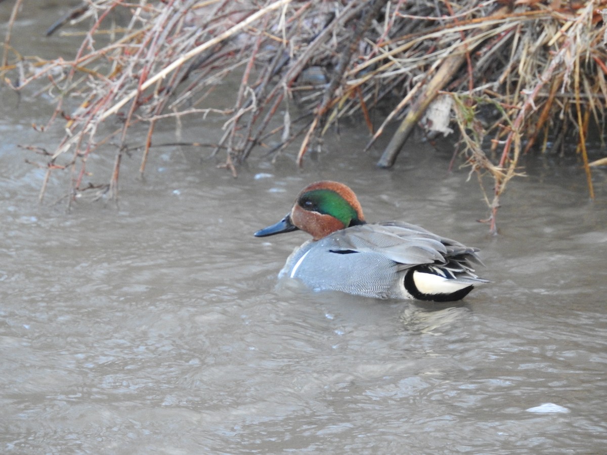 Green-winged Teal - ML146839561