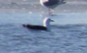 Great Black-backed Gull - Robert Irwin