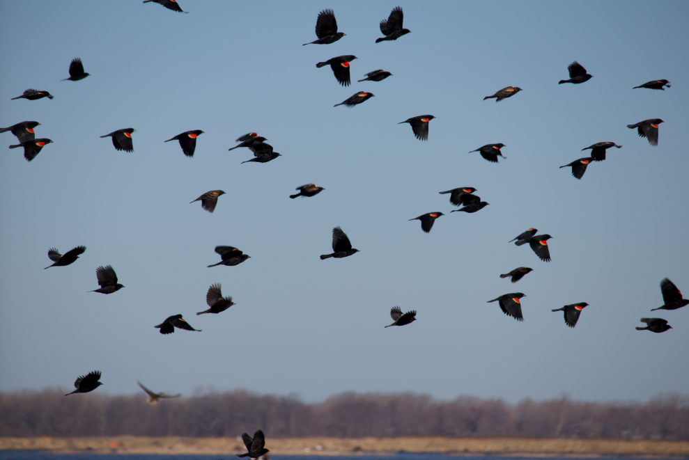 Red-winged Blackbird - Robert Irwin