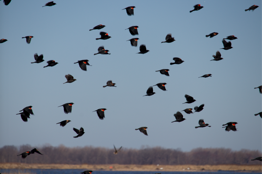 Red-winged Blackbird - Robert Irwin