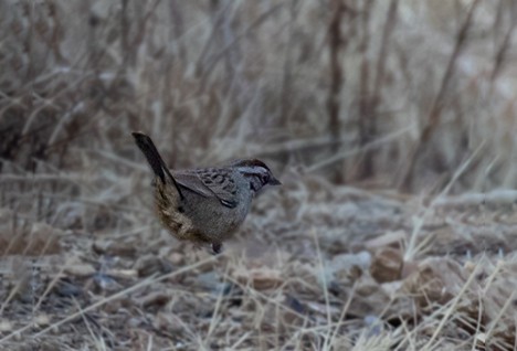 Oaxaca Sparrow - Joseph Pescatore