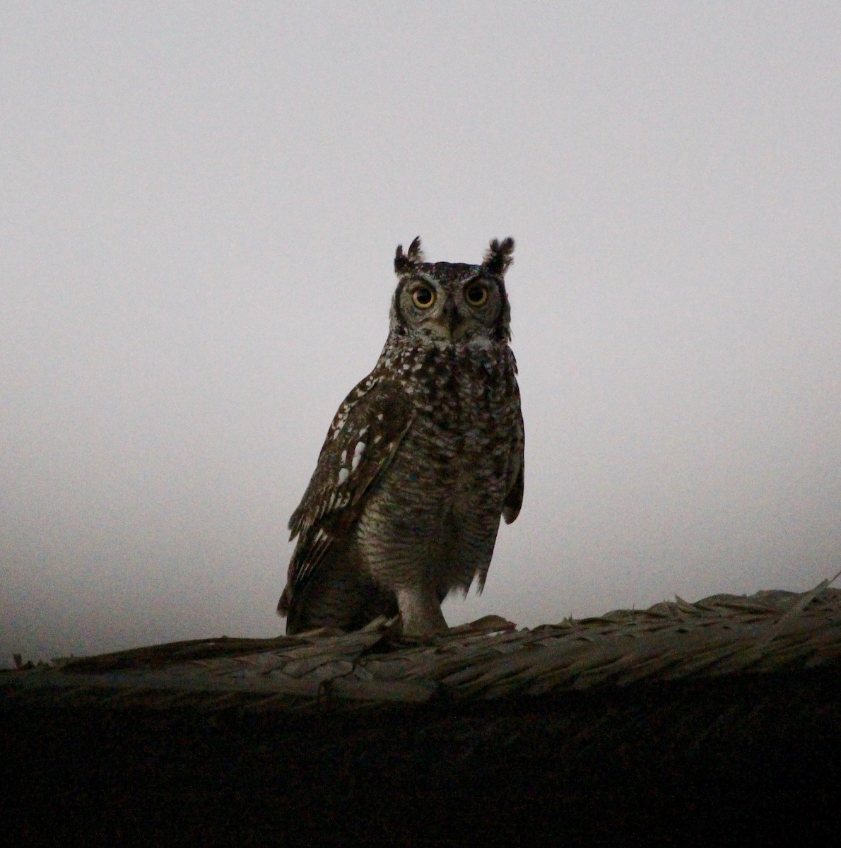 Spotted Eagle-Owl - Sylvie Vanier🦩