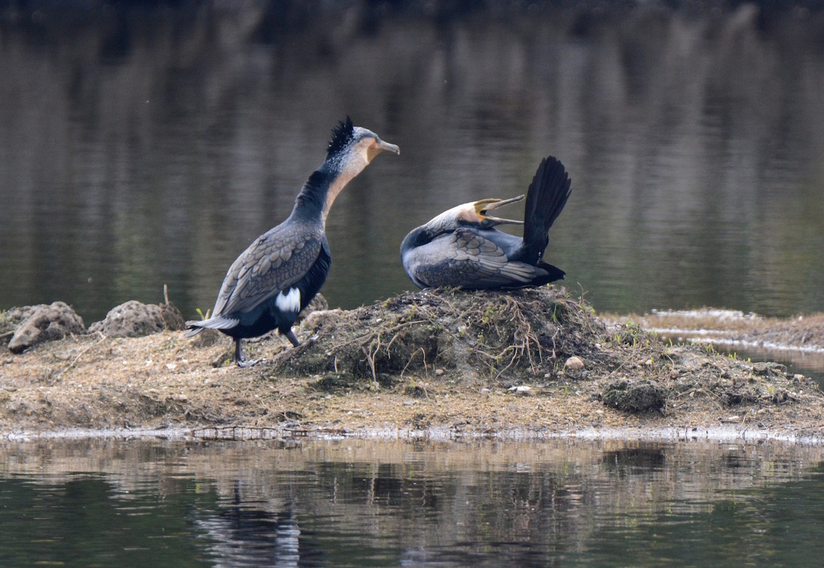 Great Cormorant (White-breasted) - ML146845431