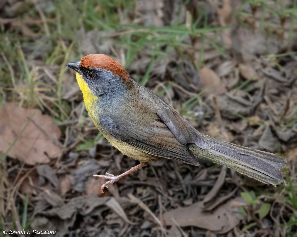 Rufous-capped Brushfinch - Joseph Pescatore